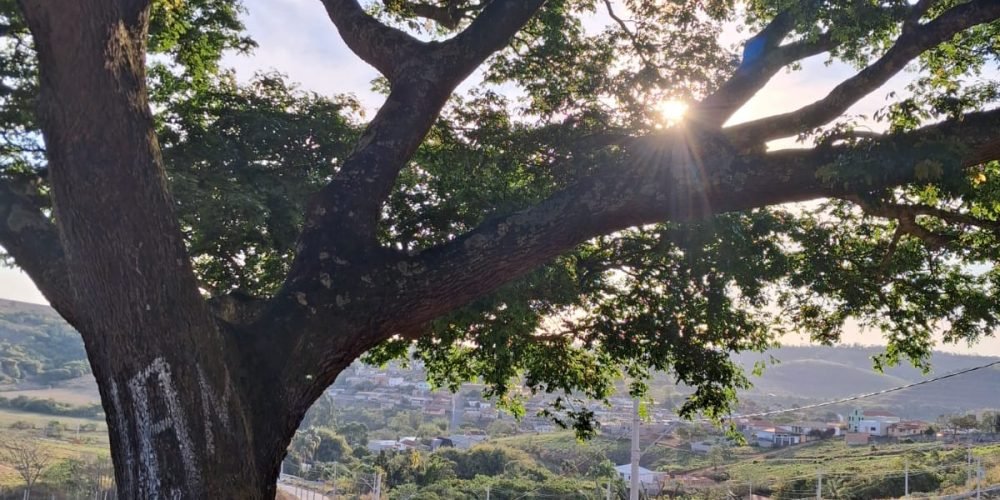 Vista parcial Lote 103